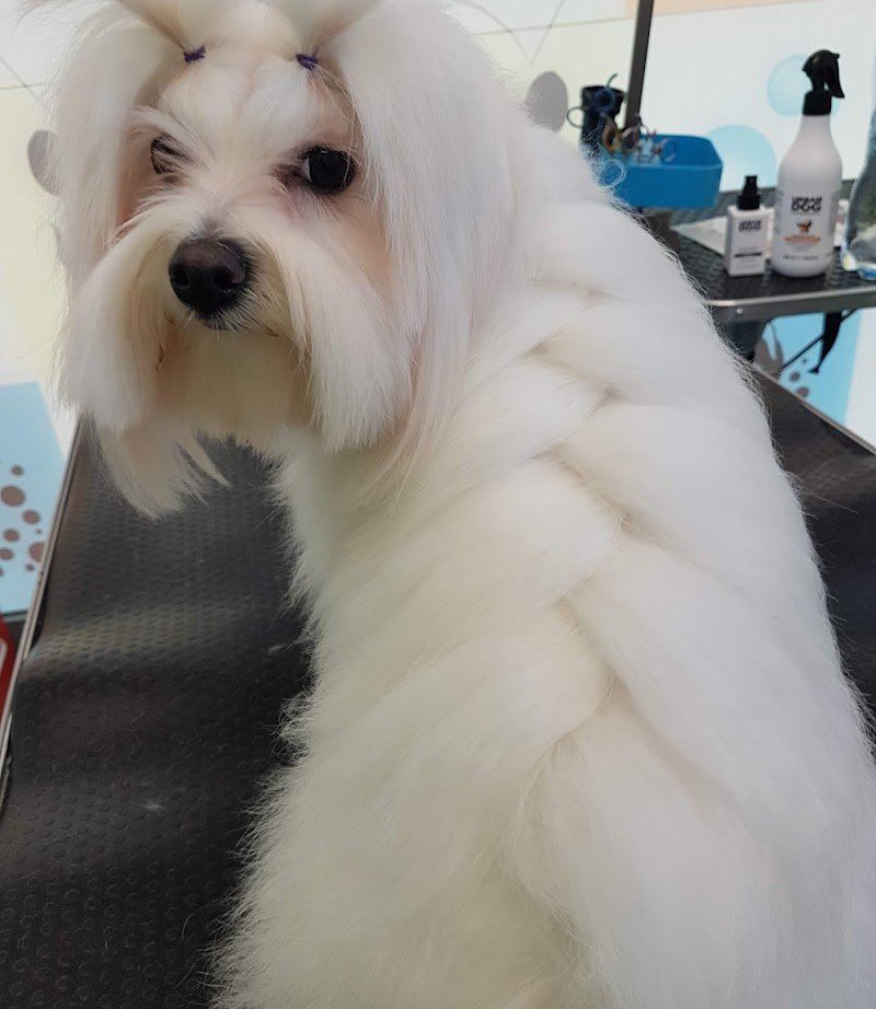 Anima Bestiale di Magnoni Meris - Foto 4