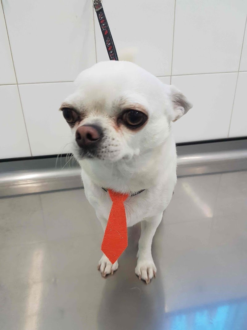 Anima Bestiale di Magnoni Meris - Foto 6