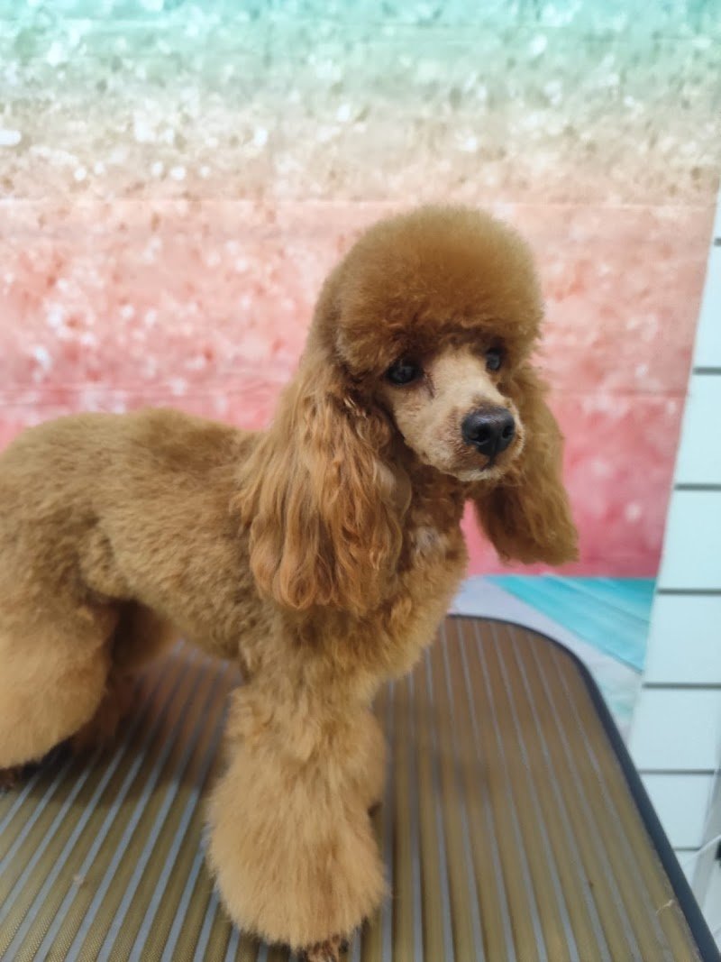 Anima & Code - Foto 1