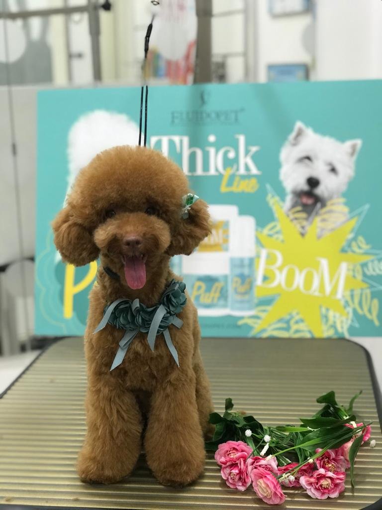 Anima & Code - Foto 2