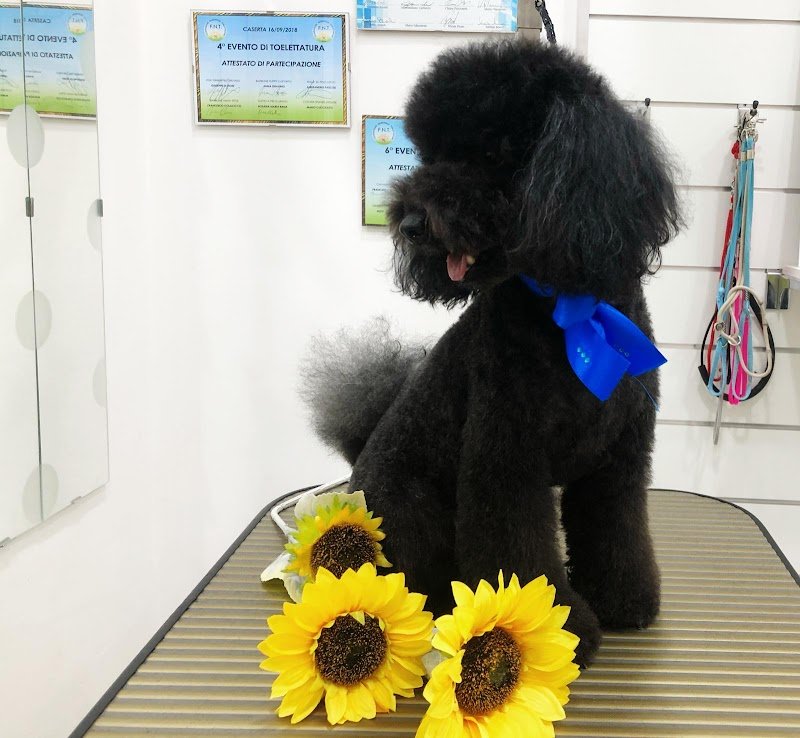 Anima & Code - Foto 4