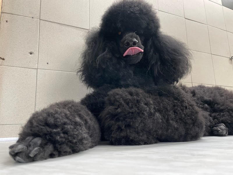 Anima Mundi - Foto 1