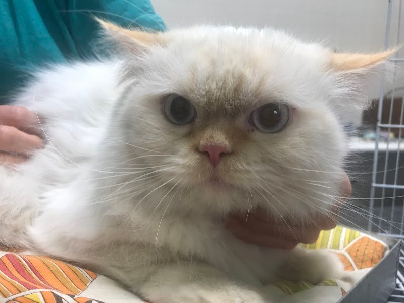 Anima Mundi - Foto 6