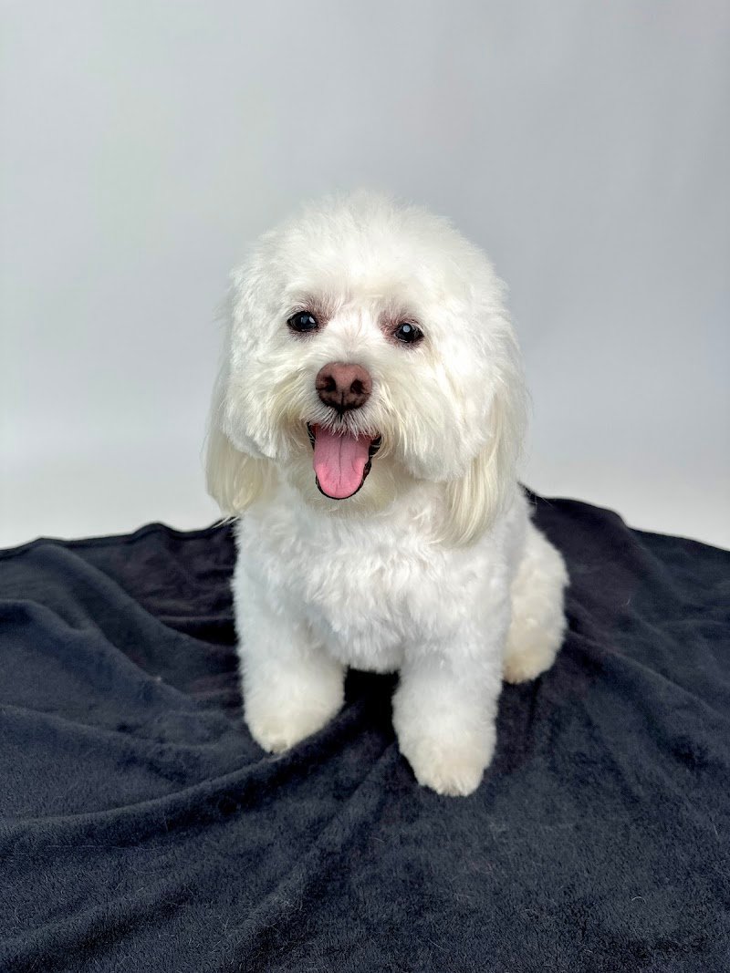 Anima Pura - Pet Shop e Toelettatura - Foto 2