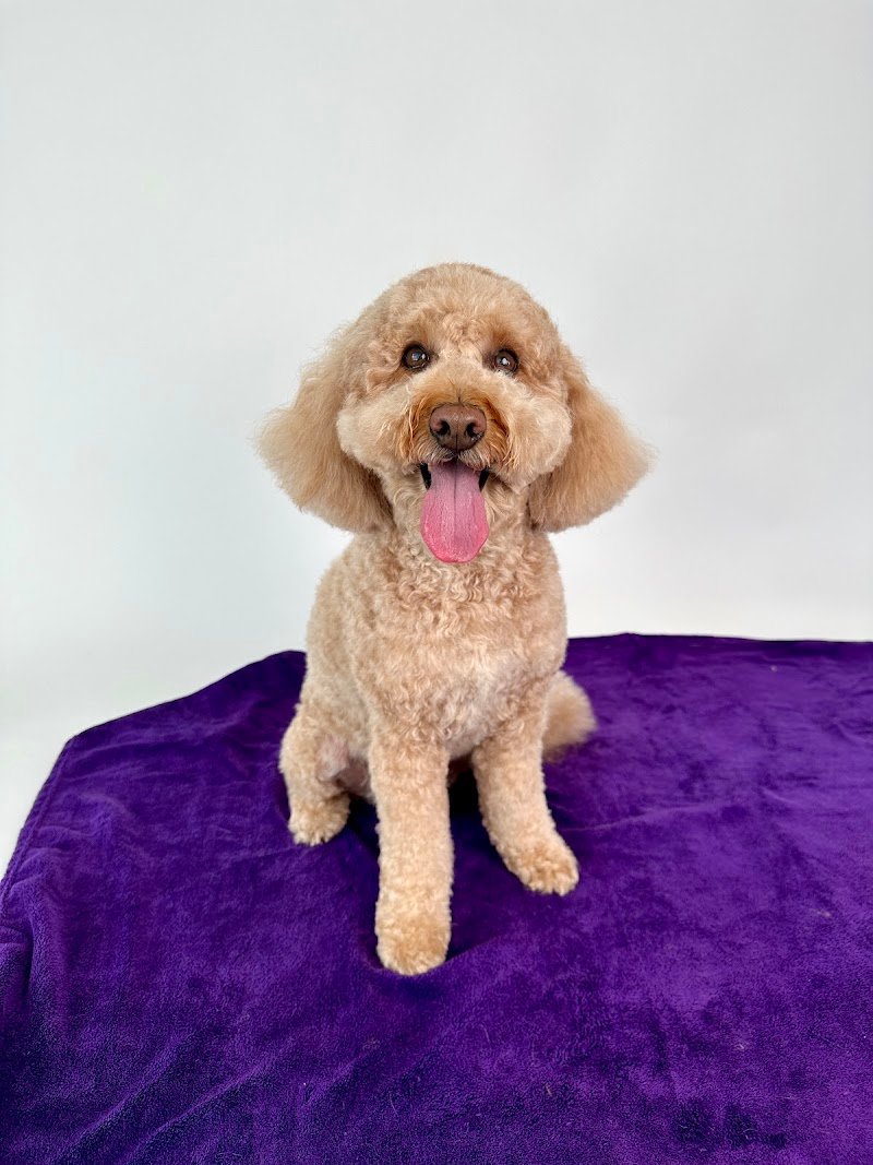 Anima Pura - Pet Shop e Toelettatura - Foto 3