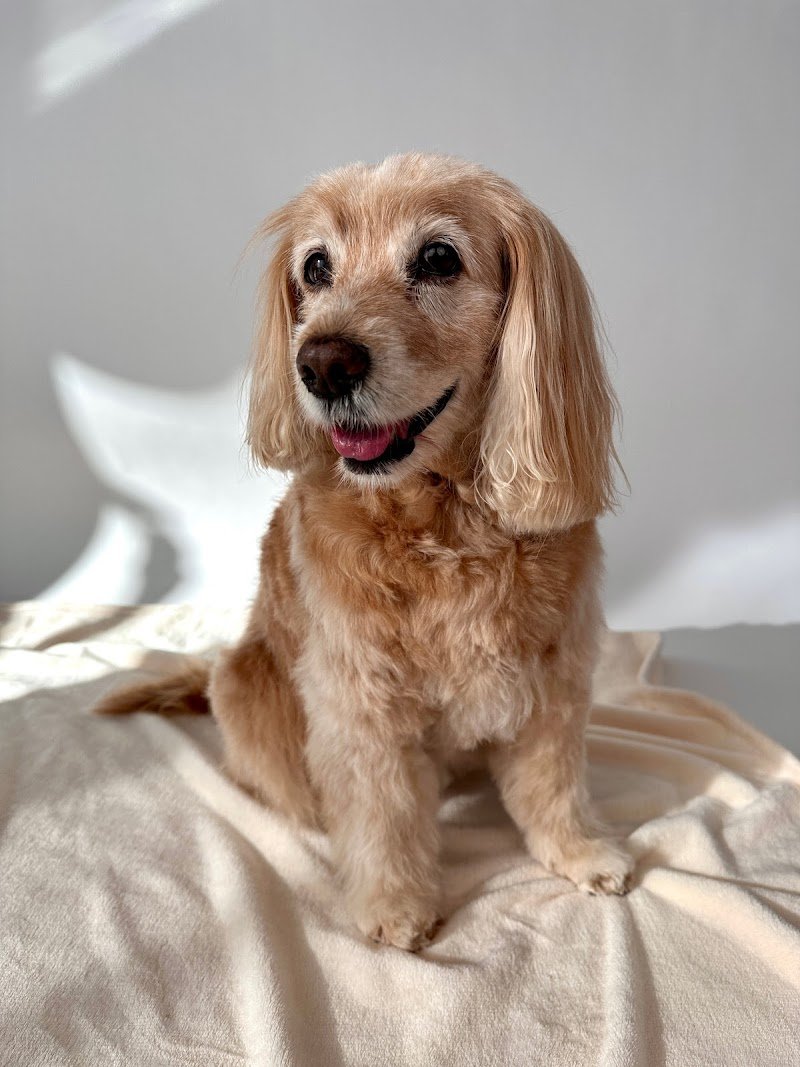 Anima Pura - Pet Shop e Toelettatura - Foto 4