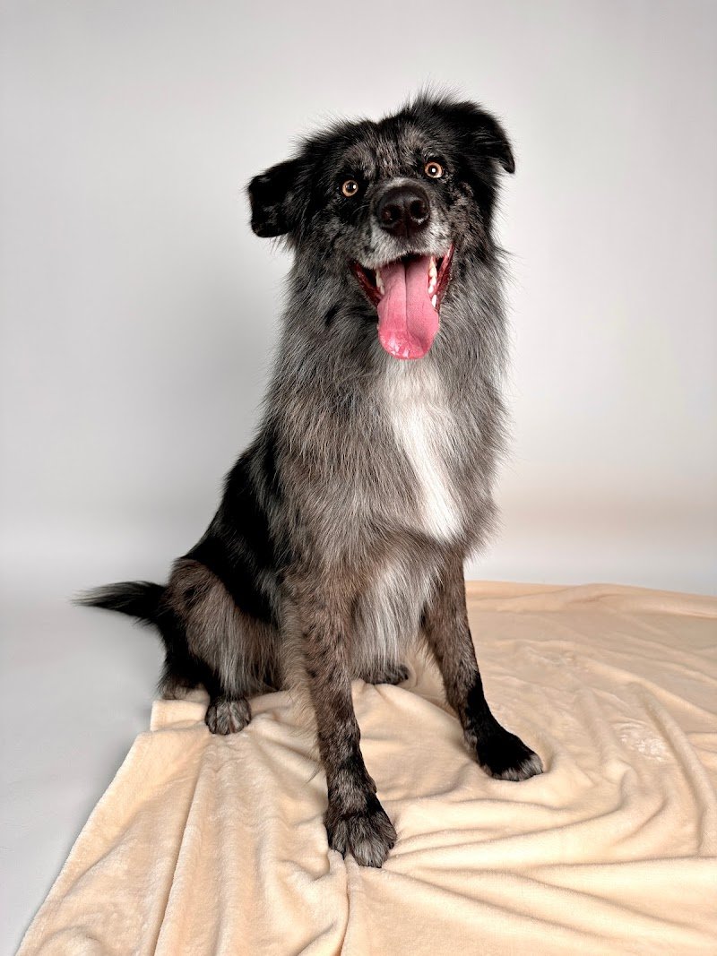 Anima Pura - Pet Shop e Toelettatura - Foto 5