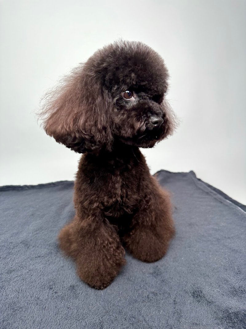 Anima Pura - Pet Shop e Toelettatura - Foto 6