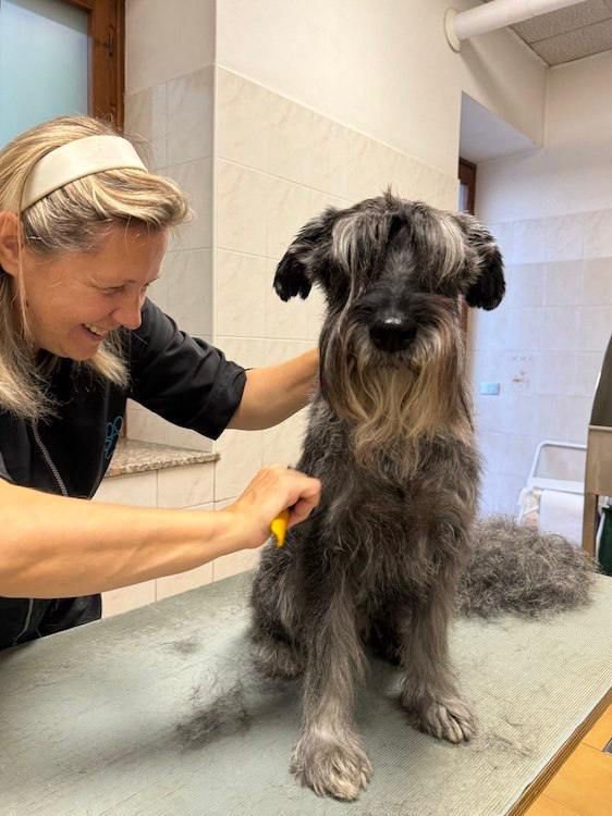 Animal Art di Voronova Natalia - Foto 2