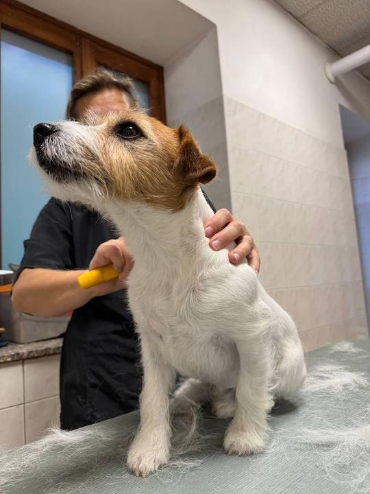 Animal Art di Voronova Natalia - Foto 3