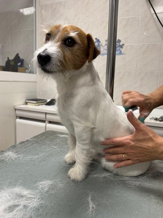 Animal Art di Voronova Natalia - Foto 5