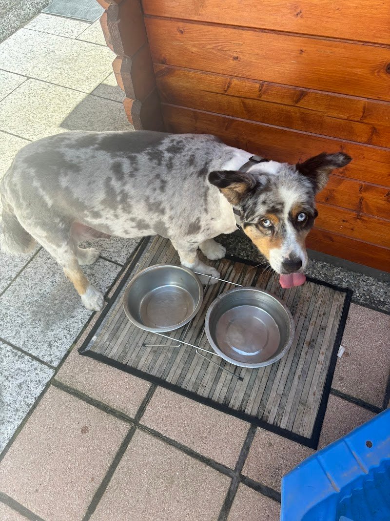 Animal Art di Voronova Natalia - Foto 6