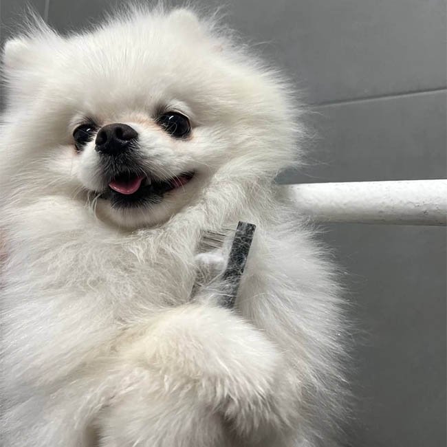 Animal Beauty di Errico Michele - Foto 1