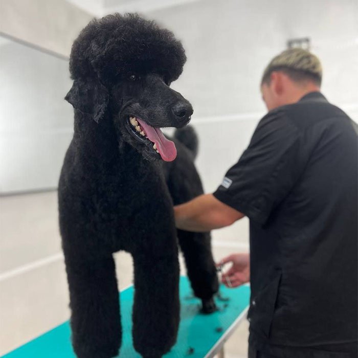 Animal Beauty di Errico Michele - Foto 3