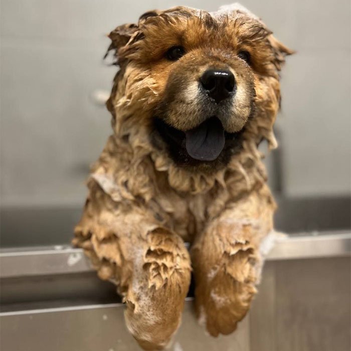 Animal Beauty di Errico Michele - Foto 6