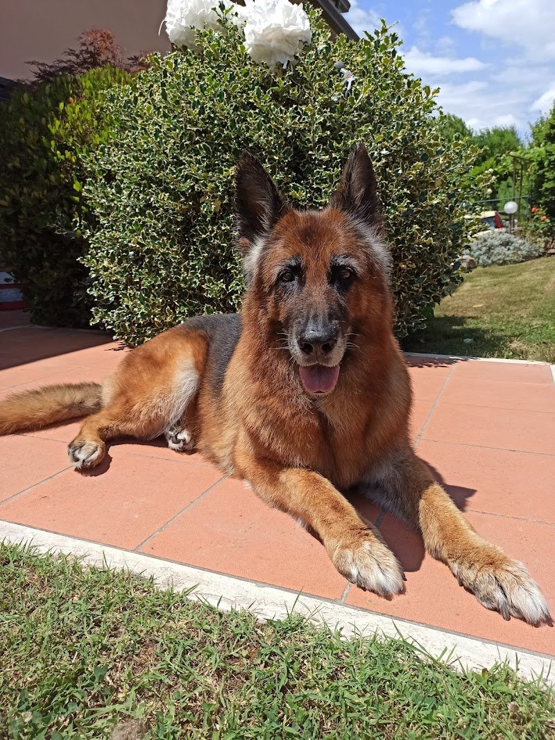 Animal beauty - Foto 1