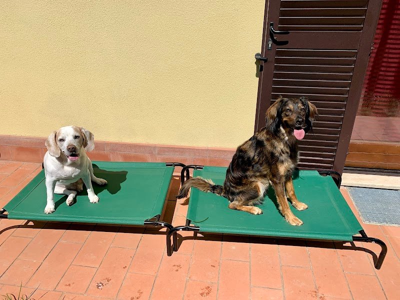 Animal beauty - Foto 2