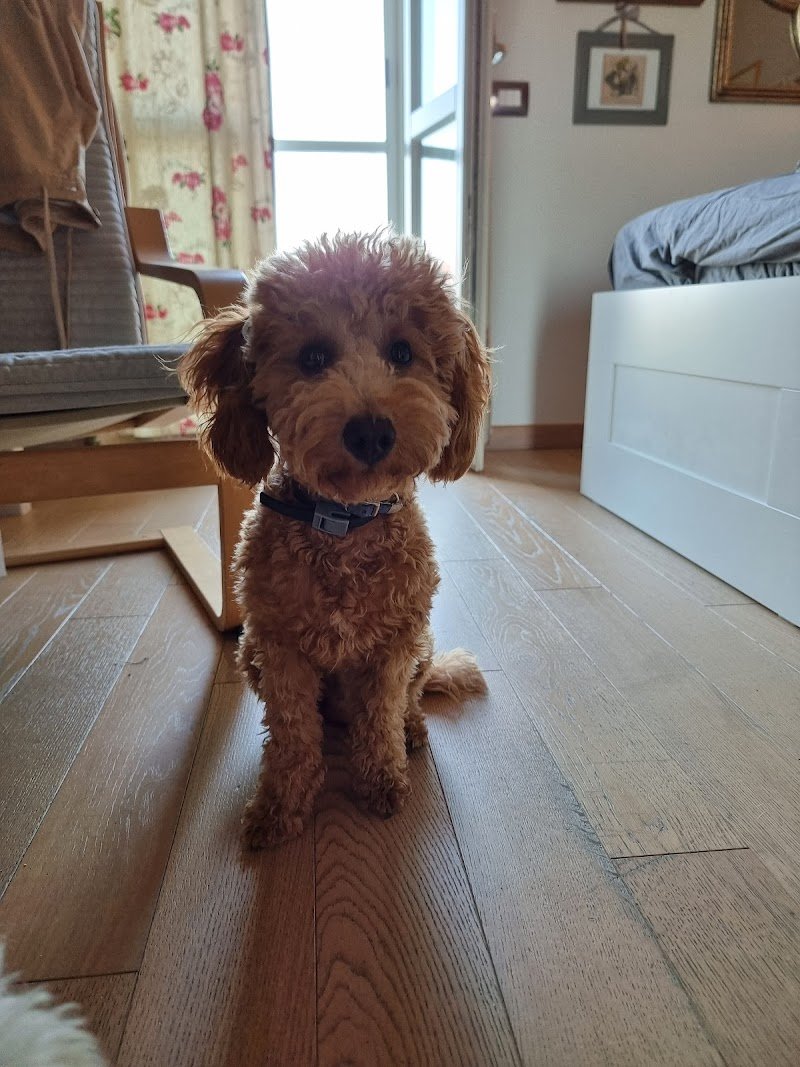 Animal beauty - Foto 5