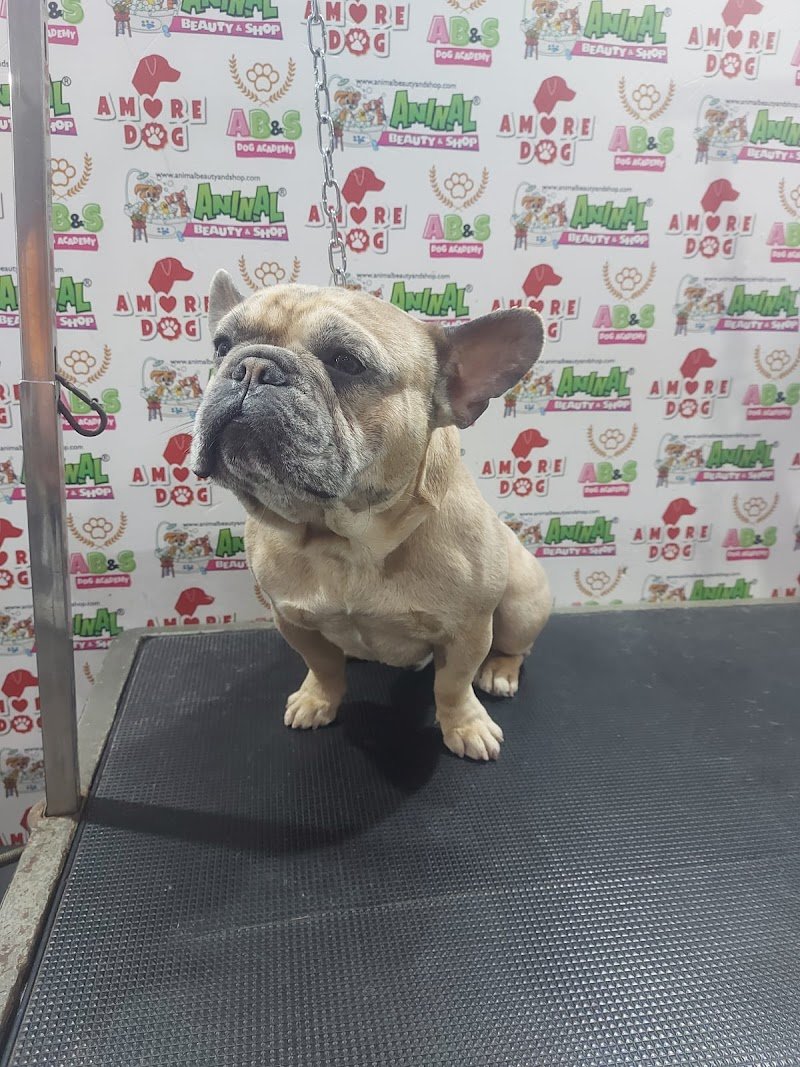 Animal Beauty & shop - Foto 1