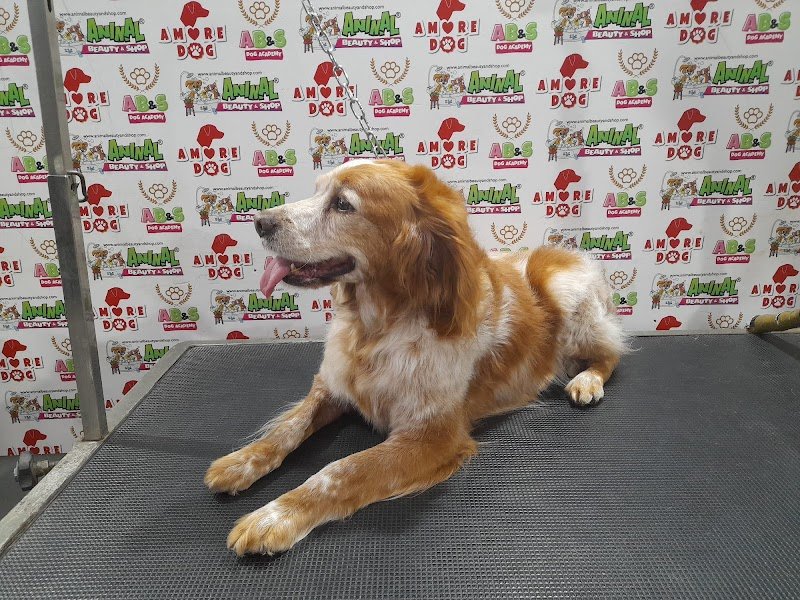 Animal Beauty & shop - Foto 2