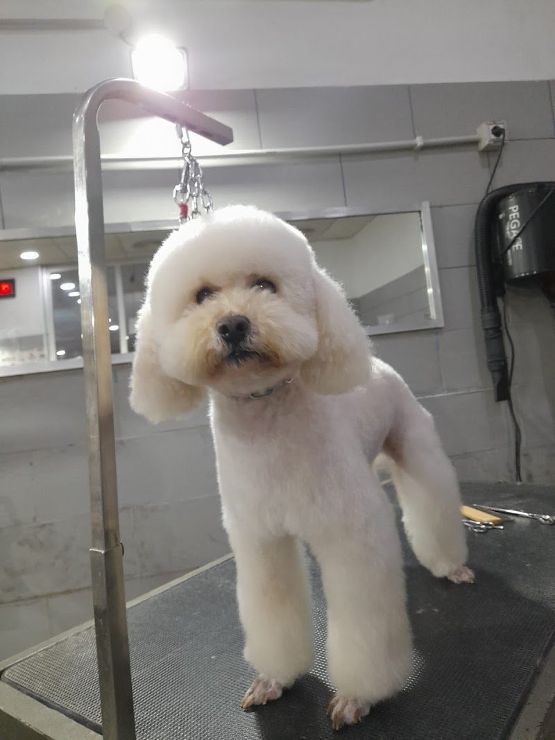 Animal Beauty & shop - Foto 3