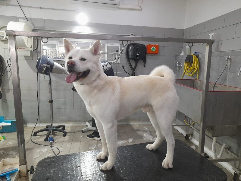 Animal Beauty & shop - Foto 6