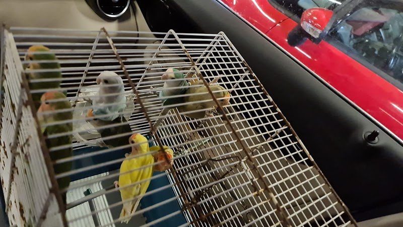 Animal Breeding - Shop & Toelettatura - Foto 2