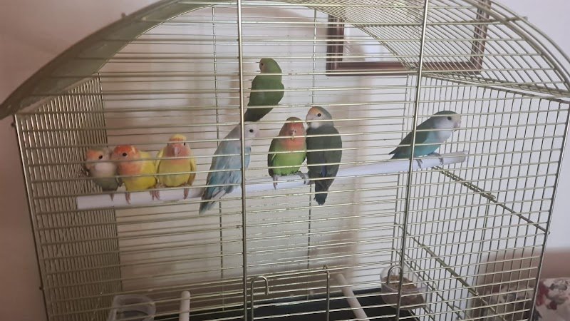 Animal Breeding - Shop & Toelettatura - Foto 3