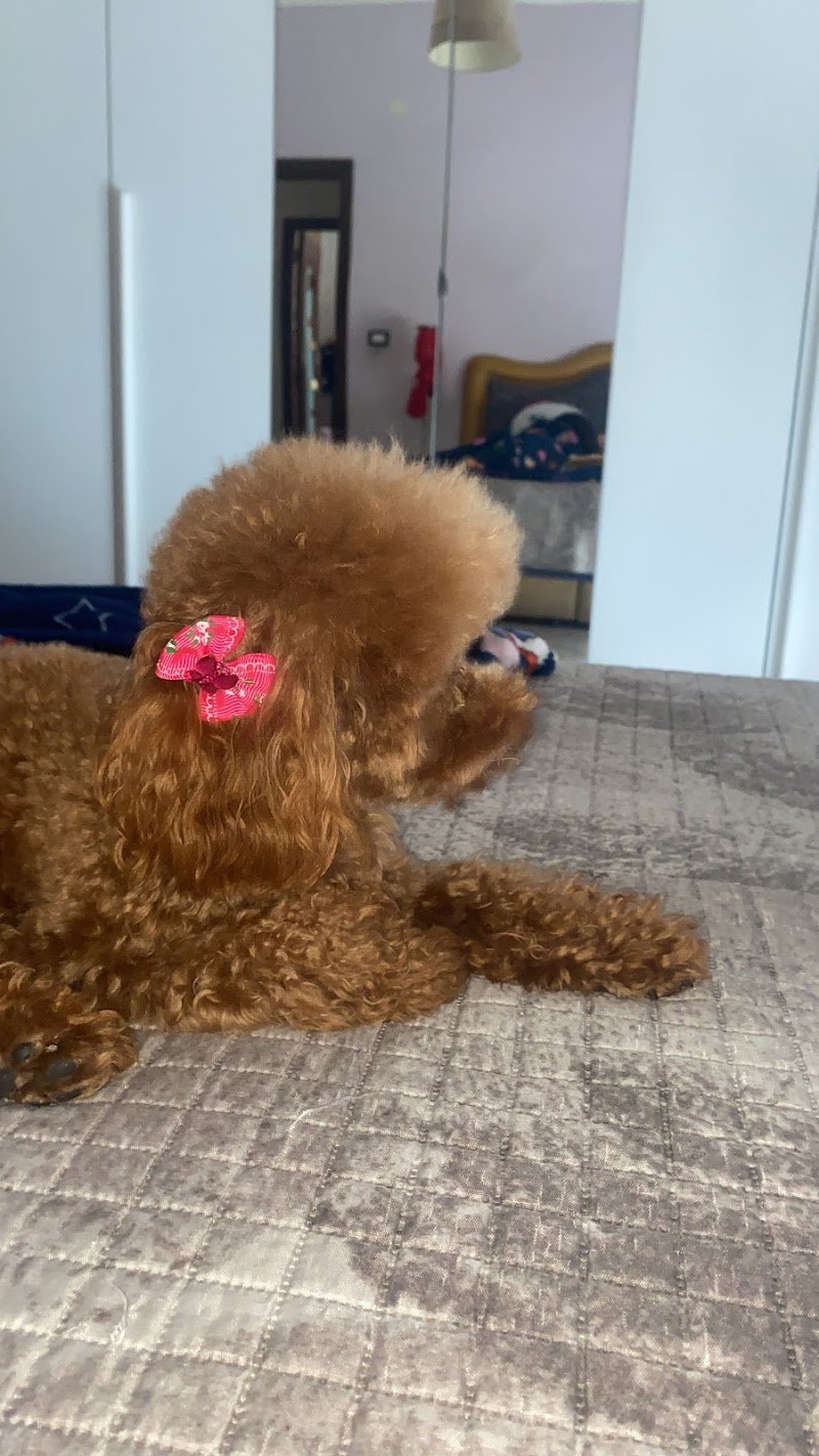 Animal Care - Foto 2