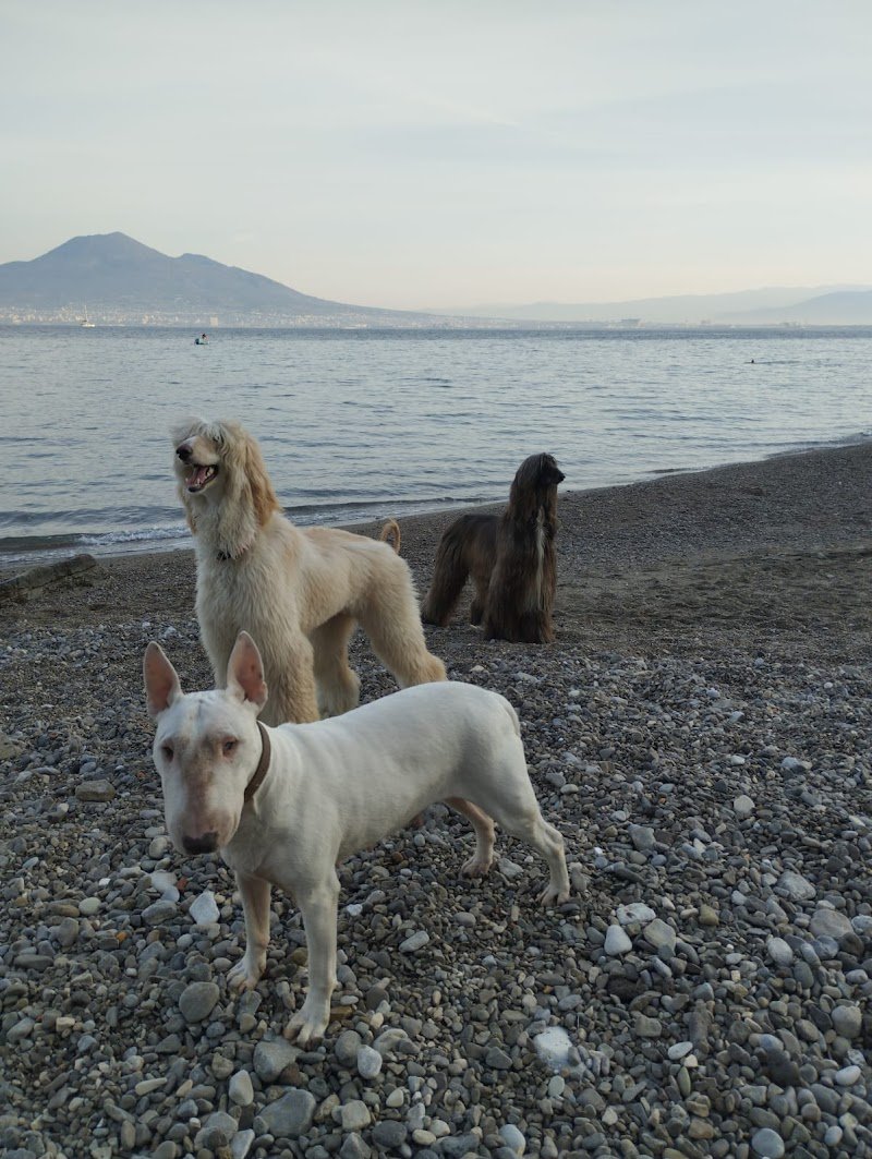 Animal Care - Foto 4