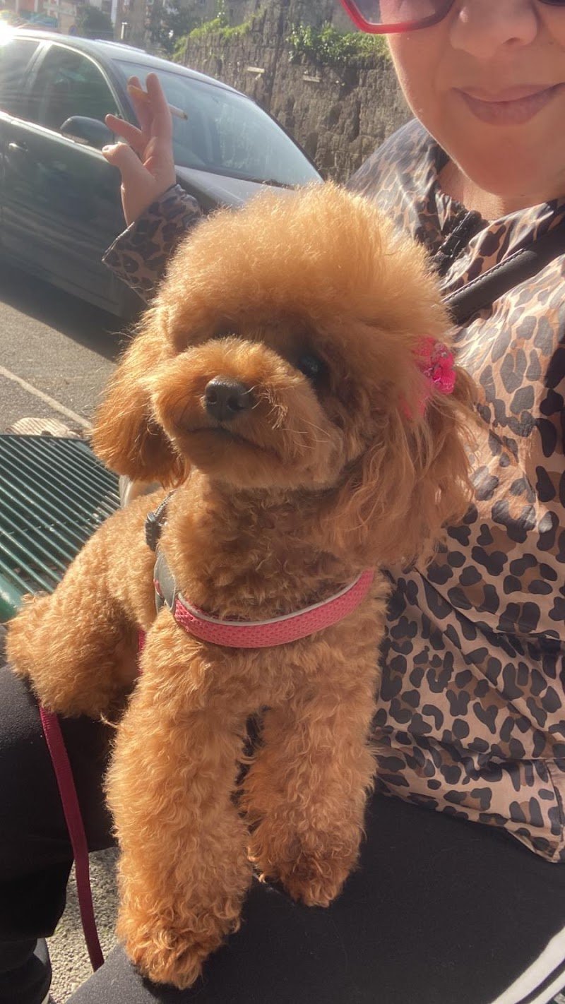 Animal Care - Foto 6