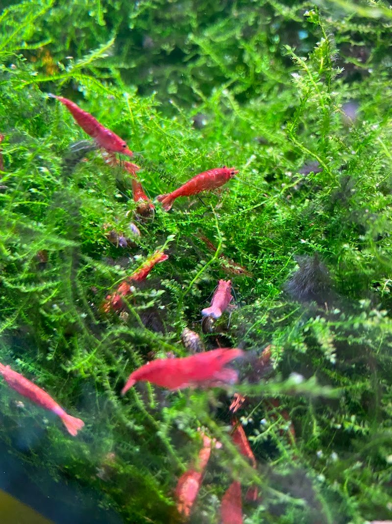 Animal Center - Foto 2