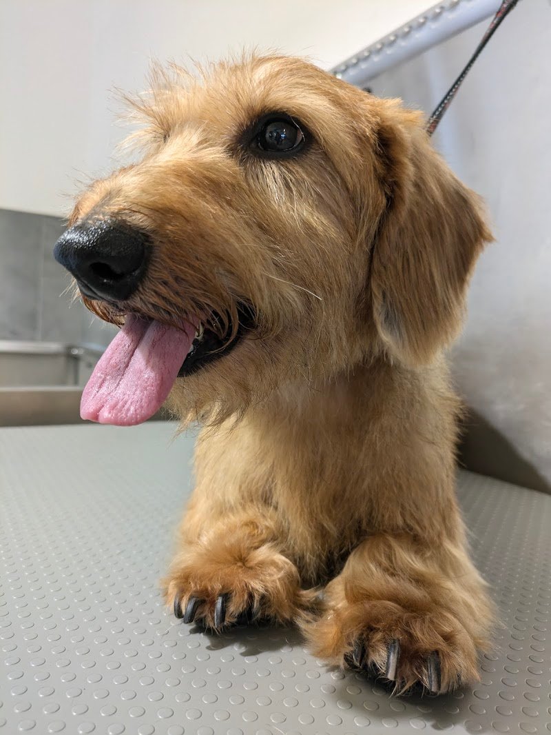 Animal fashion paradise - Foto 1