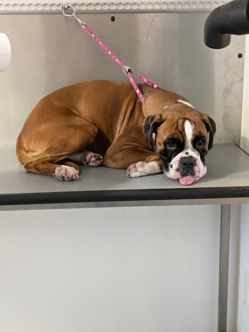 Animal fashion paradise - Foto 2