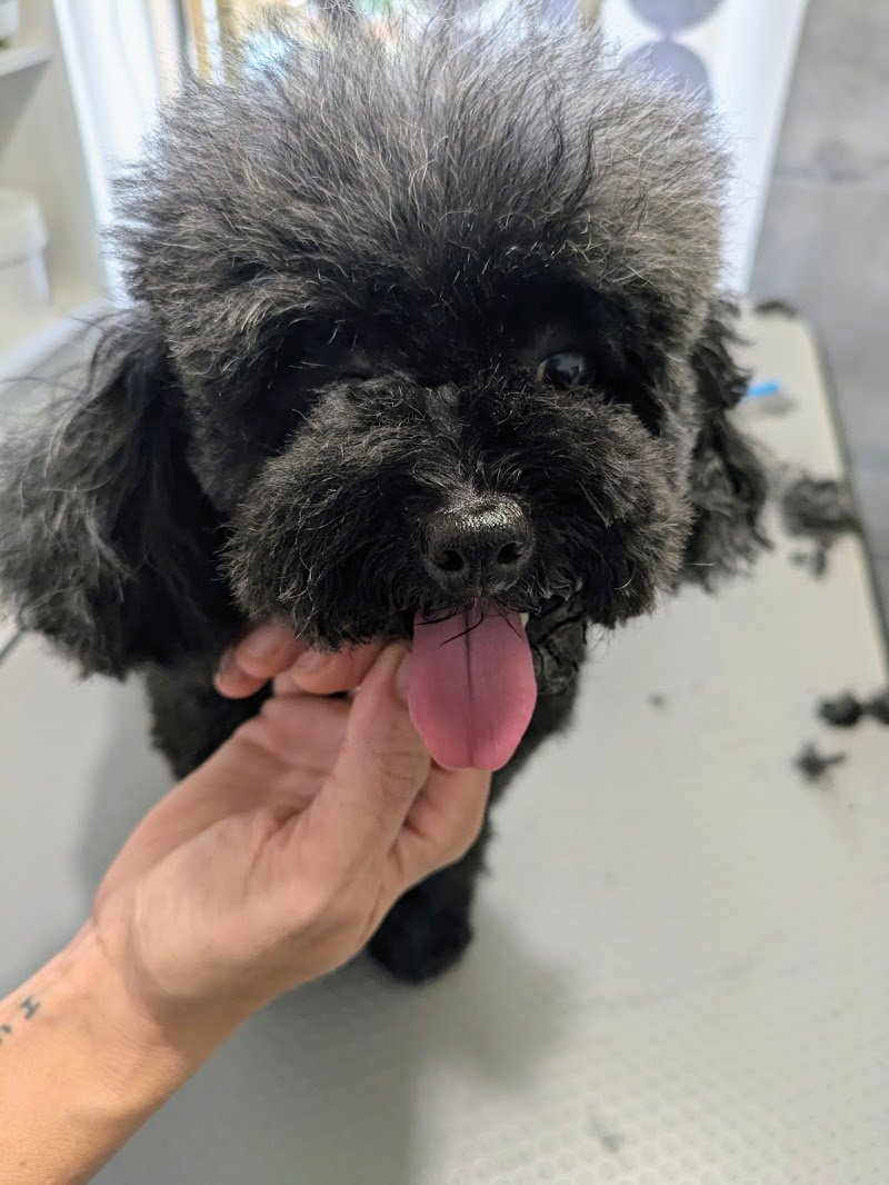 Animal fashion paradise - Foto 4