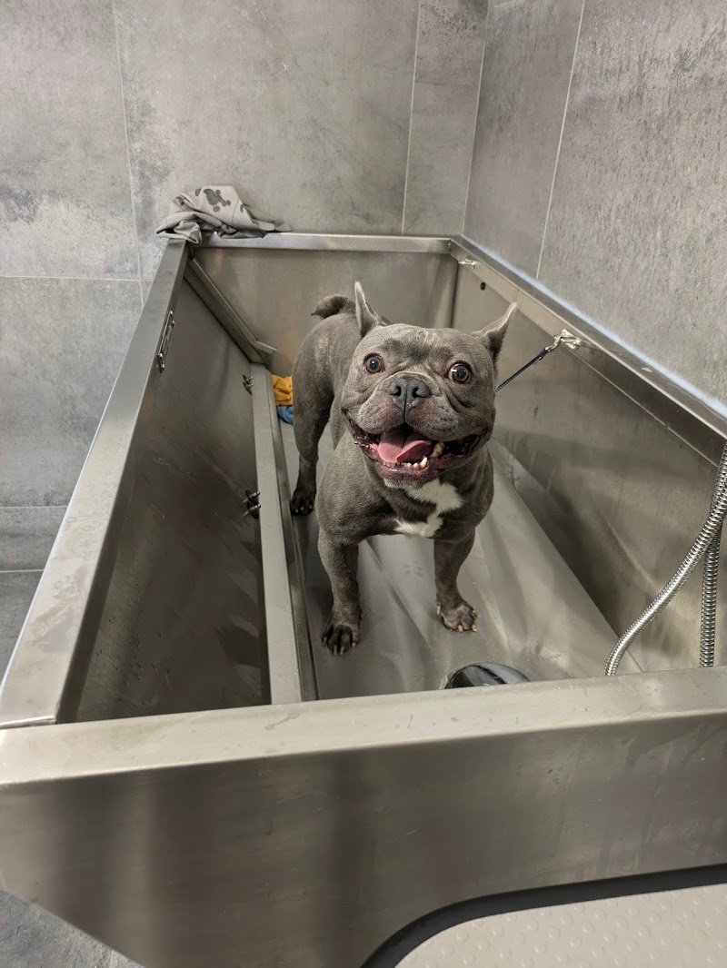 Animal fashion paradise - Foto 5