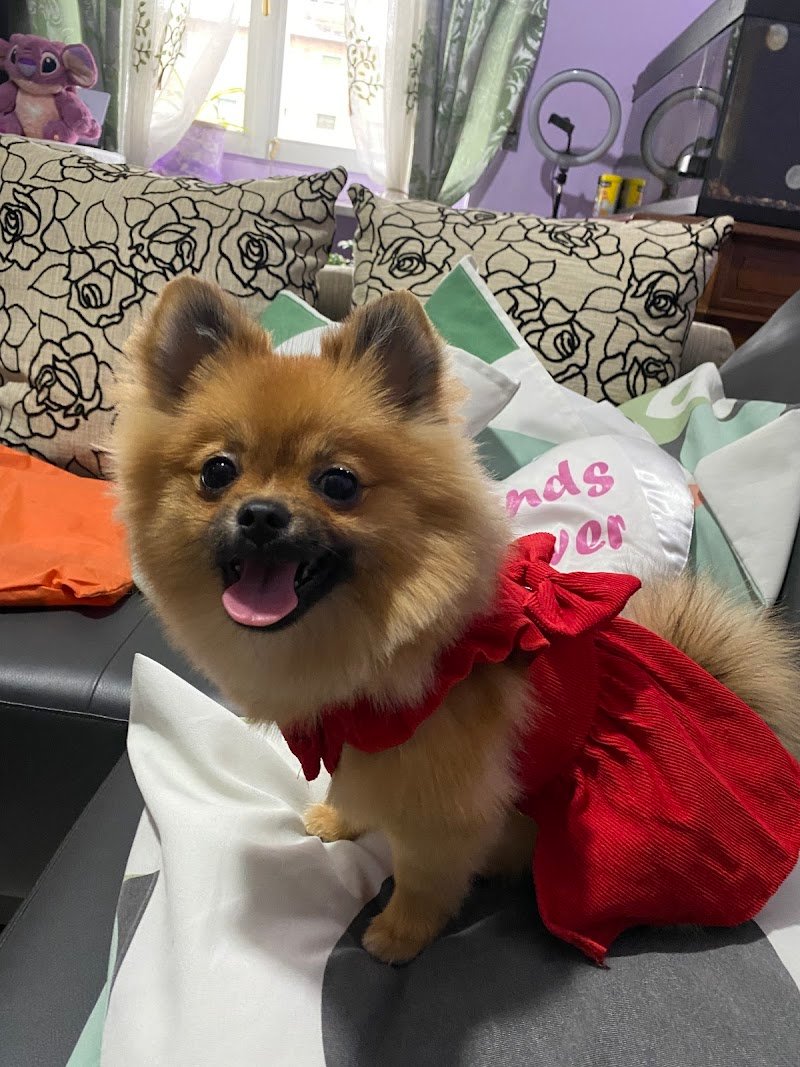 Animal Fashion - Foto 1