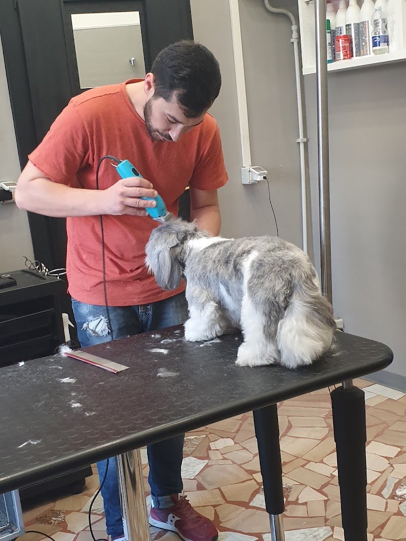 Animal Fashion - Foto 2