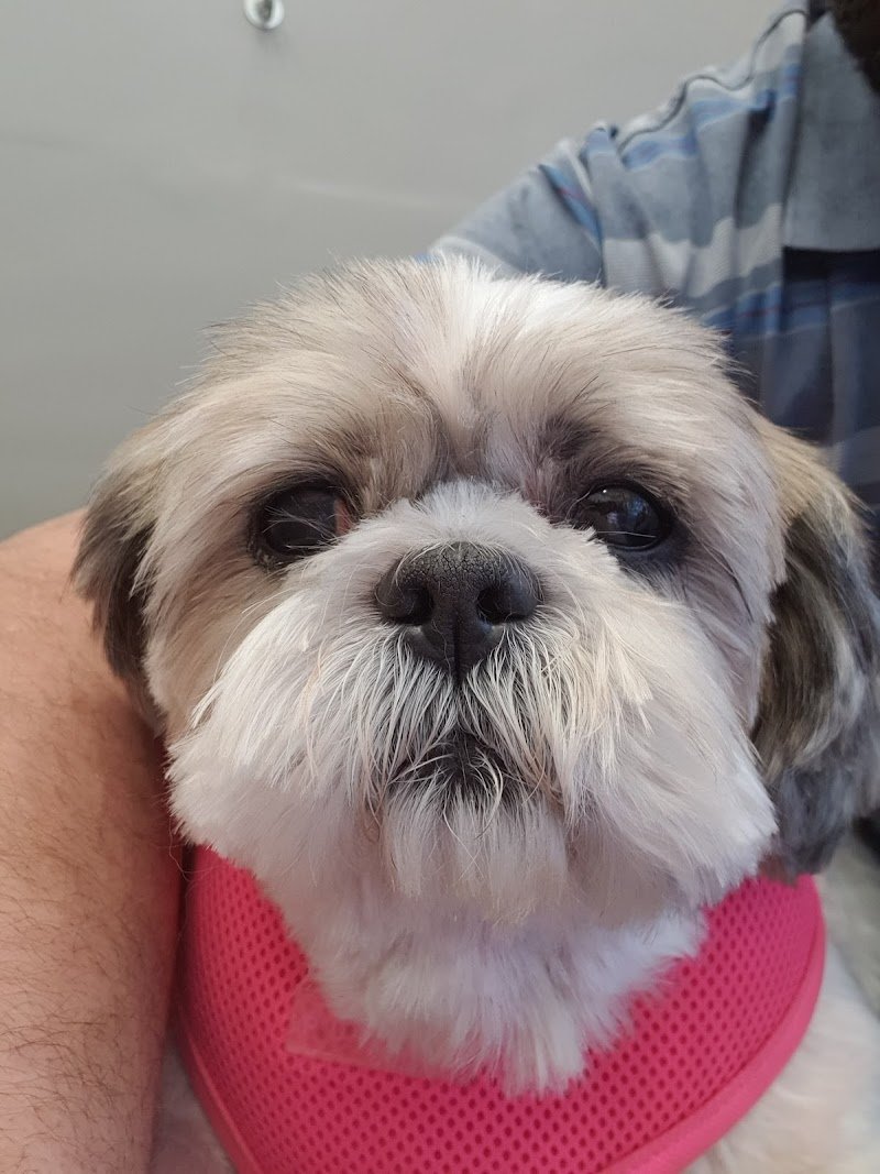 Animal Fashion - Foto 3