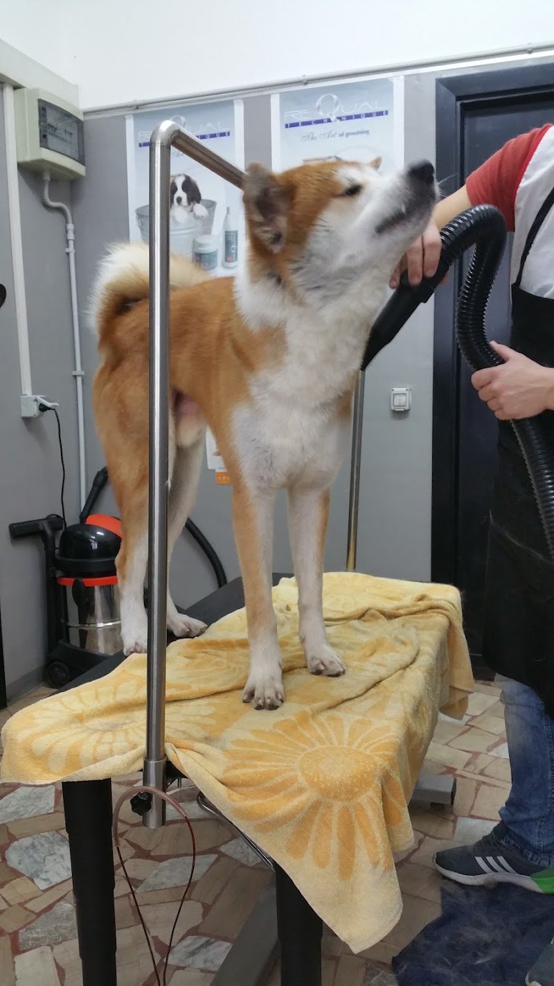 Animal Fashion - Foto 4