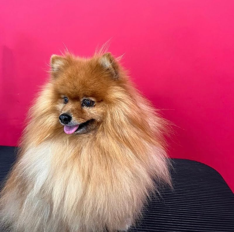 Animal House 2.0 S.r.l. - Foto 3