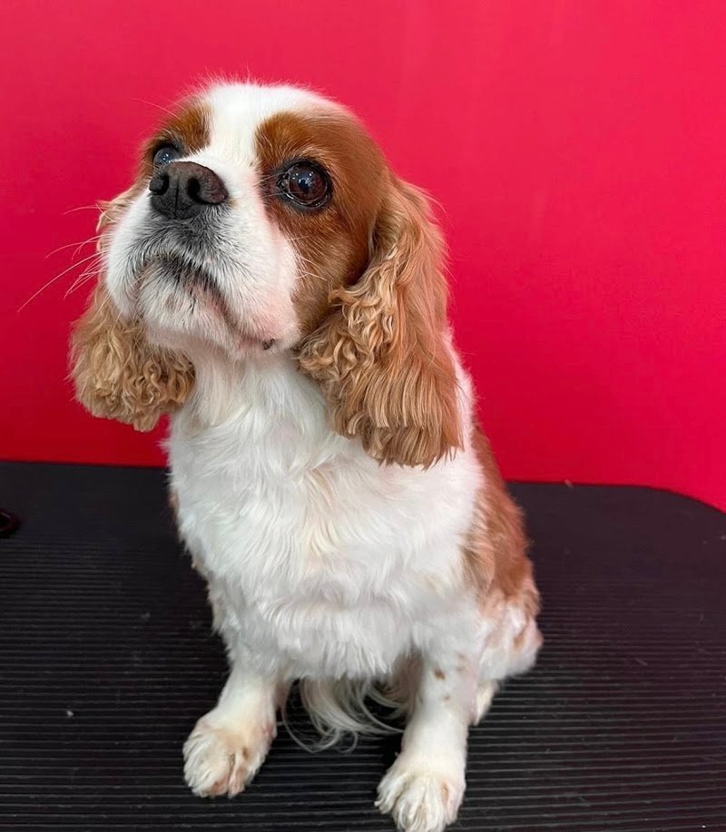 Animal House 2.0 S.r.l. - Foto 5