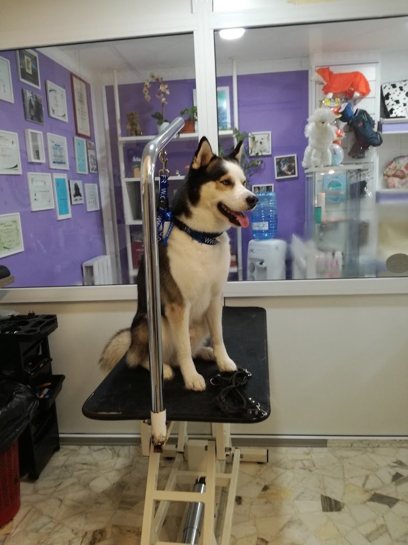 Animal House 2.0 S.r.l. - Foto 6