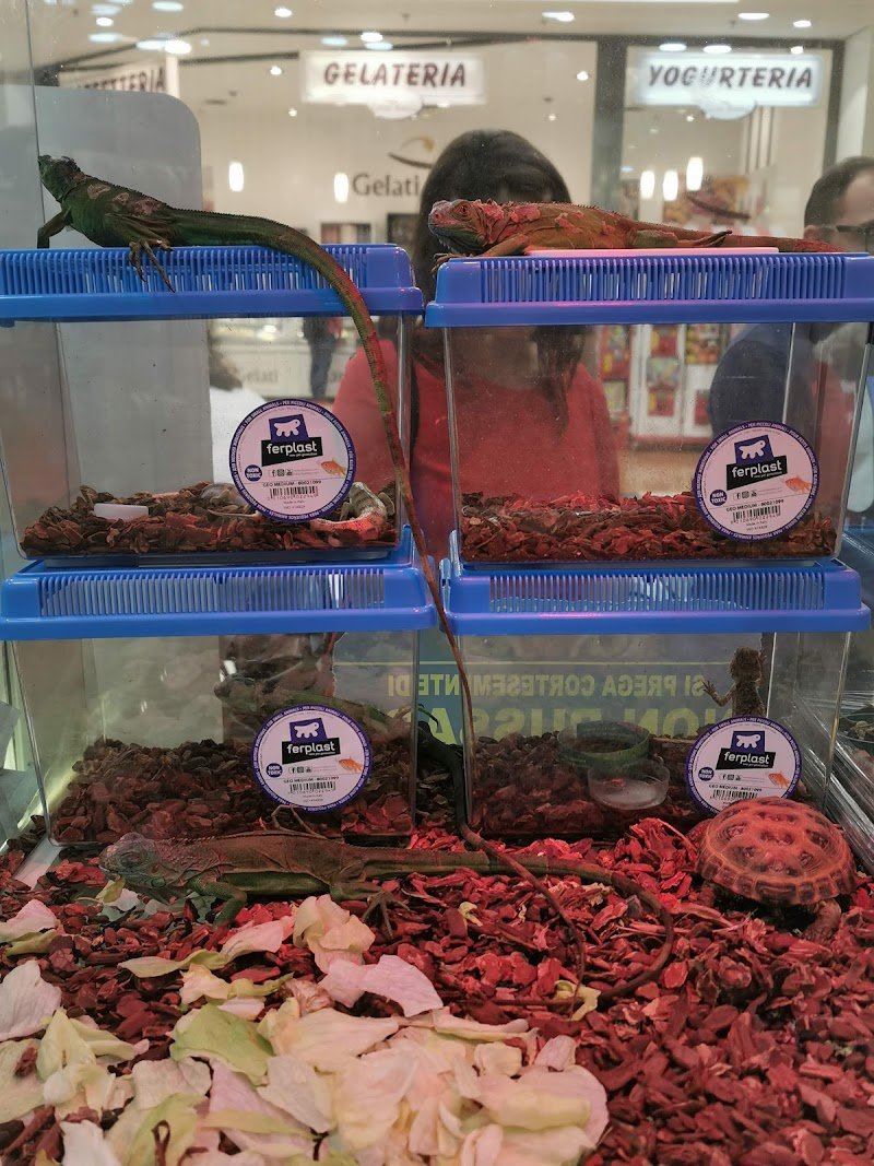 Animal House - Foto 2