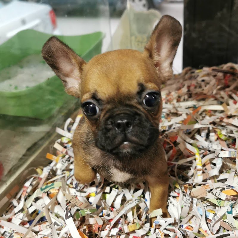 Animal House - Foto 4