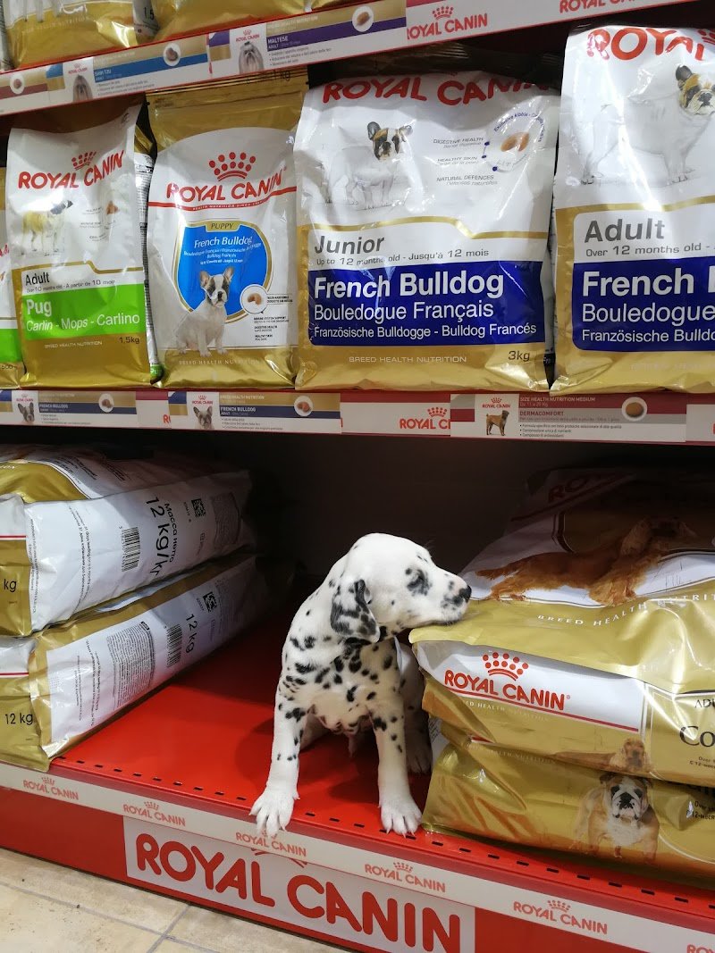 Animal House - Foto 5