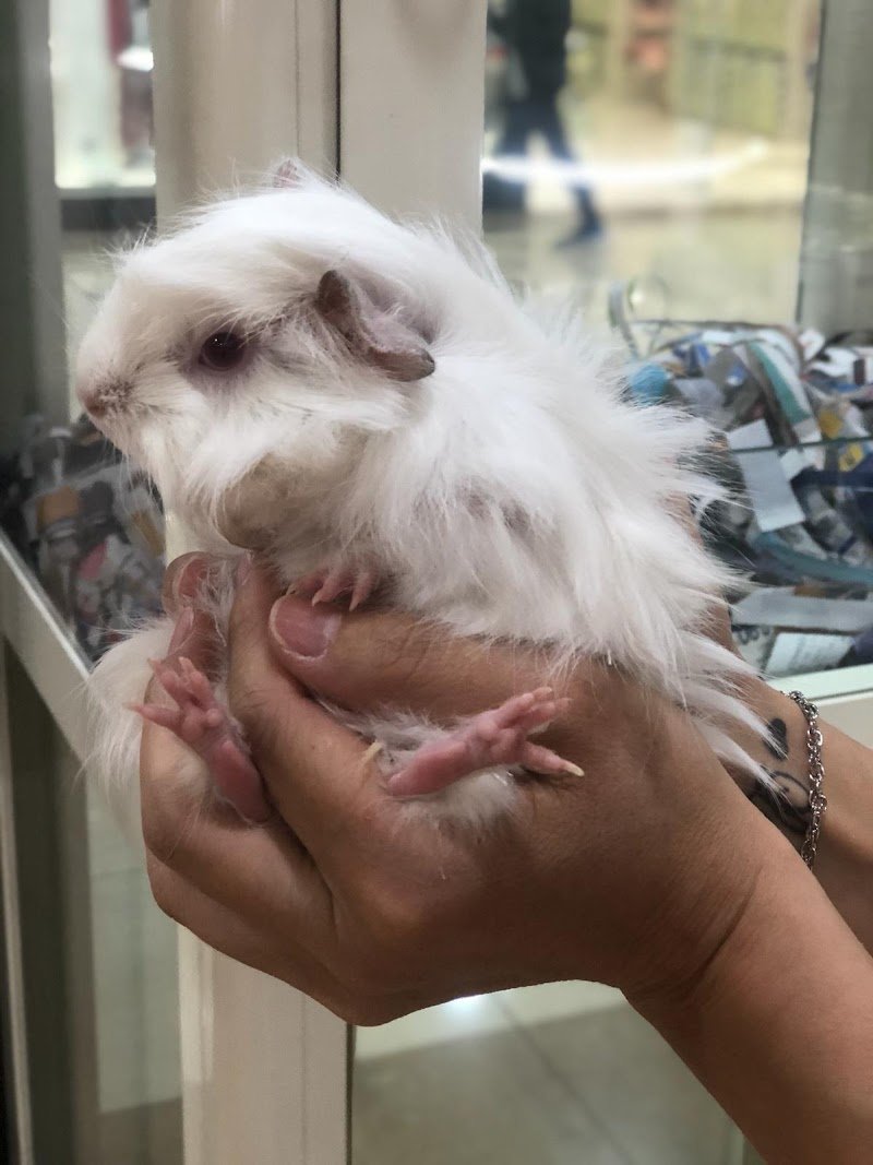 Animal House - Foto 6