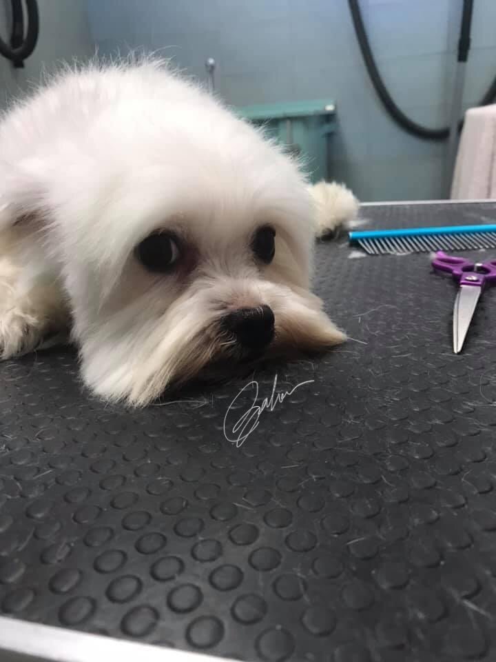 Animal House - Foto 4