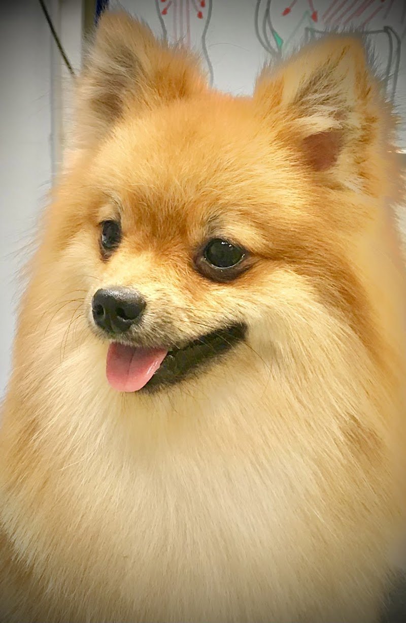 Animal House - Foto 5