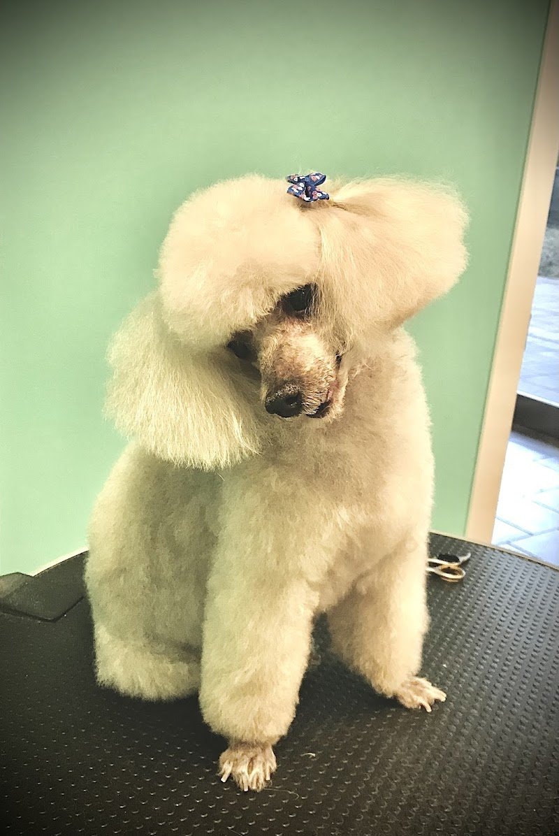 Animal House - Foto 6